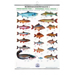 Poster cu pestii din apele dulci FIAP I #2200