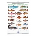 Poster cu pestii din apele dulci FIAP I #2200