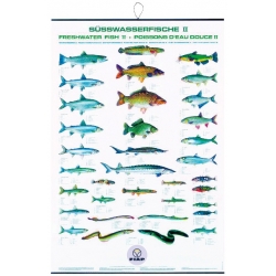 Poster cu pestii din apele dulci FIAP II #2201 Poster cu pestii din apele dulci FIAP II #2201