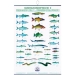 Poster cu pestii din apele dulci FIAP II #2201