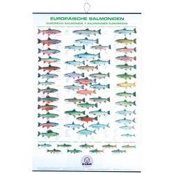 Poster cu salmonidele europene FIAP #2202 Poster cu salmonidele europene FIAP #2202