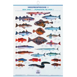 Poster cu pestii de mare europeni FIAP #2203