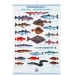 Poster cu pestii de mare europeni FIAP #2203