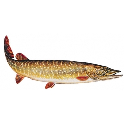 Eticheta Stiuca FIAP #2213