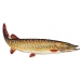 Eticheta Stiuca FIAP #2213