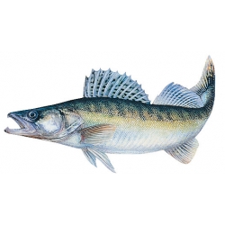 Eticheta Salau FIAP #2214 Eticheta Salau FIAP #2214