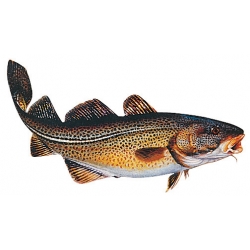 Eticheta Cod FIAP #2216