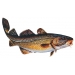 Eticheta Cod FIAP #2216